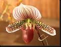 Paphiopedilum hibrido * Rodrigo Remolina
 * Rodrigo Remolina
